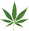 marijuana leaf